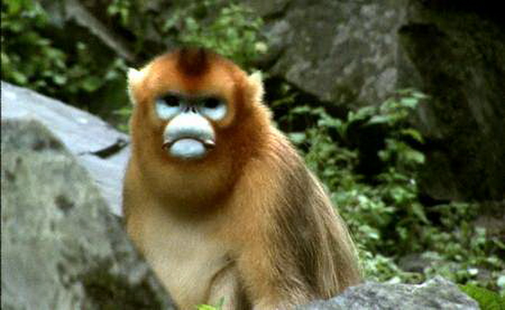 golden monkey